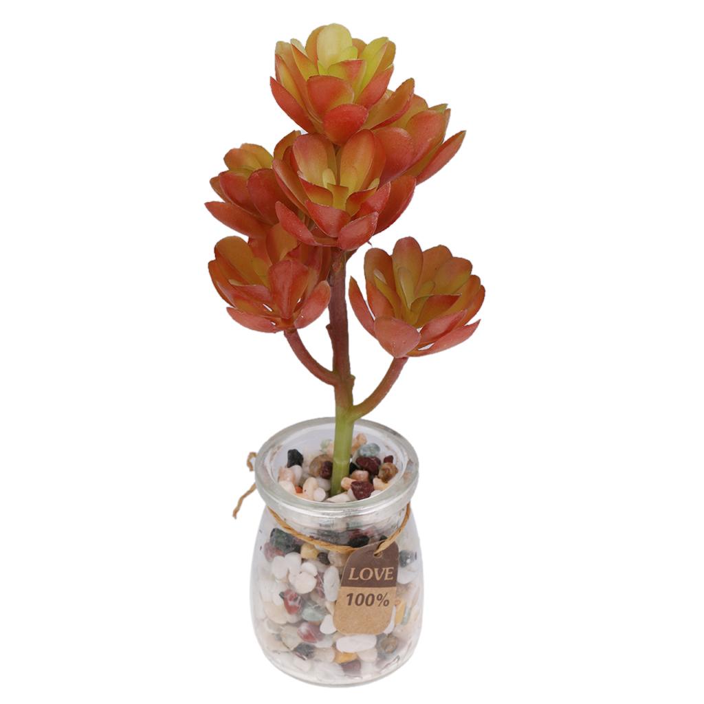 نباتات عصارية اصطناعية من البل - مراجعة Echeveria Succulent وسعره